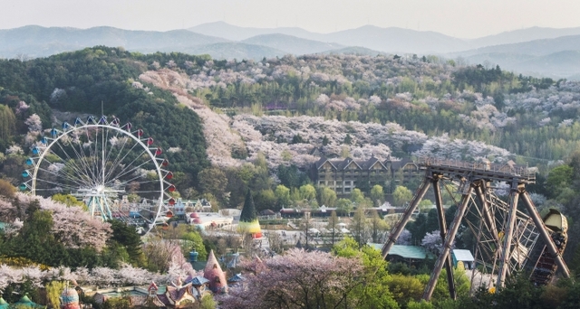 ▲ 에버랜드 하늘매화길에서 바라본 벚꽃 풍경