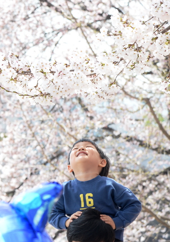 '경기 평화를 봄'이란 제목으로 2019 경기도청 봄꽃축제가 5일부터 7일까지 진행됐다. 다양한 볼거리와 먹거리가 마련된 이번 행사에서 7일 어린아이가 활짝 핀 벚꽃을 보며 활짝 웃고 있다. 윤원규 수습기자