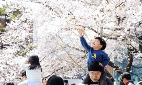 '경기 평화를 봄'이란 제목으로 2019 경기도청 봄꽃축제가 5일부터 7일까지 진행됐다. 다양한 볼거리와 먹거리가 마련된 이번 행사에 7일 주말을 맞아 많은 시민들이 경기도청을 찾았다. 한 아이가 손을 뻗어 벚꽃을 만져보고 있다. 윤원규 수습기자