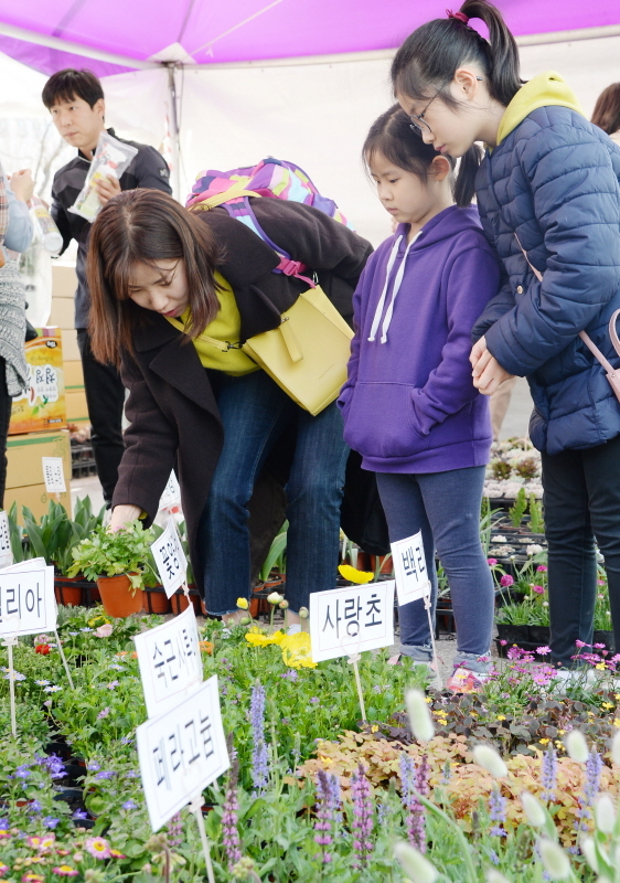 '경기 평화를 봄'이란 제목으로 2019 경기도청 봄꽃축제가 5일부터 7일까지 진행됐다. 다양한 볼거리와 먹거리가 마련된 이번 행사에 7일 주말을 맞아 많은 시민들이 경기도청을 찾았다. 플라워 전시존에 마련된 꽃들을 가족들이 둘러보고 있다. 윤원규 수습기자