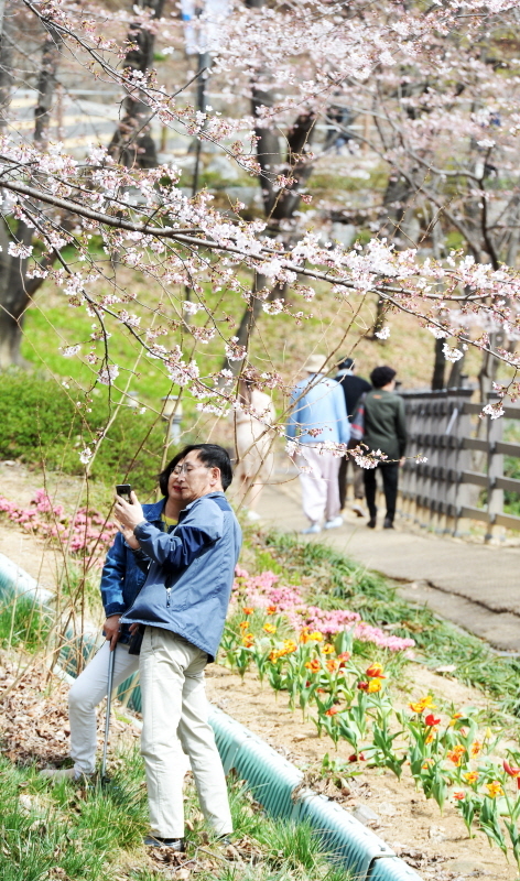 '경기 평화를 봄'이란 제목으로 2019 경기도청 봄꽃축제가 5일부터 7일까지 진행됐다. 다양한 볼거리와 먹거리가 마련된 이번 행사에 7일 주말을 맞아 많은 시민들이 경기도청을 찾았다. 시민들이 벚꽃을 보며 따뜻한 봄날을 즐기며 추억을 만들고 있다. 윤원규 수습기자