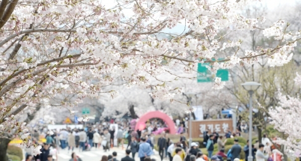 '경기 평화를 봄'이란 제목으로 2019 경기도청 봄꽃축제가 5일부터 7일까지 진행됐다. 다양한 볼거리와 먹거리가 마련된 이번 행사에 7일 주말을 맞아 많은 시민들이 경기도청을 찾았다. 윤원규 수습기자
