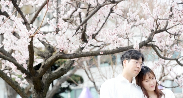'경기 평화를 봄'이란 제목으로 2019 경기도청 봄꽃축제가 5일부터 7일까지 진행됐다. 다양한 볼거리와 먹거리가 마련된 이번 행사에 7일 주말을 맞아 많은 시민들이 경기도청을 찾았다. 시민들이 벚꽃을 보며 따뜻한 봄날을 즐기며 추억을 만들고 있다. 윤원규 수습기자