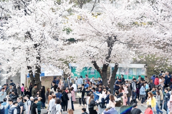 '경기 평화를 봄'이란 제목으로 2019 경기도청 봄꽃축제가 5일부터 7일까지 진행됐다. 다양한 볼거리와 먹거리가 마련된 이번 행사에 7일 주말을 맞아 많은 시민들이 경기도청을 찾았다. 윤원규 수습기자