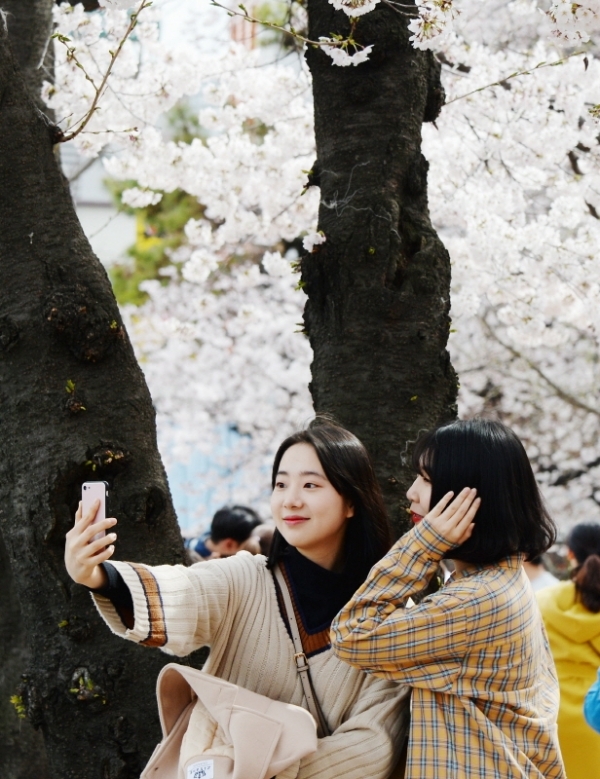 '경기 평화를 봄'이란 제목으로 2019 경기도청 봄꽃축제가 5일부터 7일까지 진행됐다. 다양한 볼거리와 먹거리가 마련된 이번 행사에 7일 주말을 맞아 많은 시민들이 경기도청을 찾았다. 시민들이 벚꽃을 보며 따뜻한 봄날을 즐기며 추억을 만들고 있다. 윤원규 수습기자