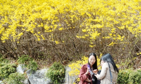 '경기 평화를 봄'이란 제목으로 2019 경기도청 봄꽃축제가 5일부터 7일까지 진행됐다. 다양한 볼거리와 먹거리가 마련된 이번 행사에 7일 주말을 맞아 많은 사람이 경기도청을 찾았다.  도청에 핀 개나리들을 배경으로 가족들이 기념촬영을 하고 있다. 윤원규 수습기자