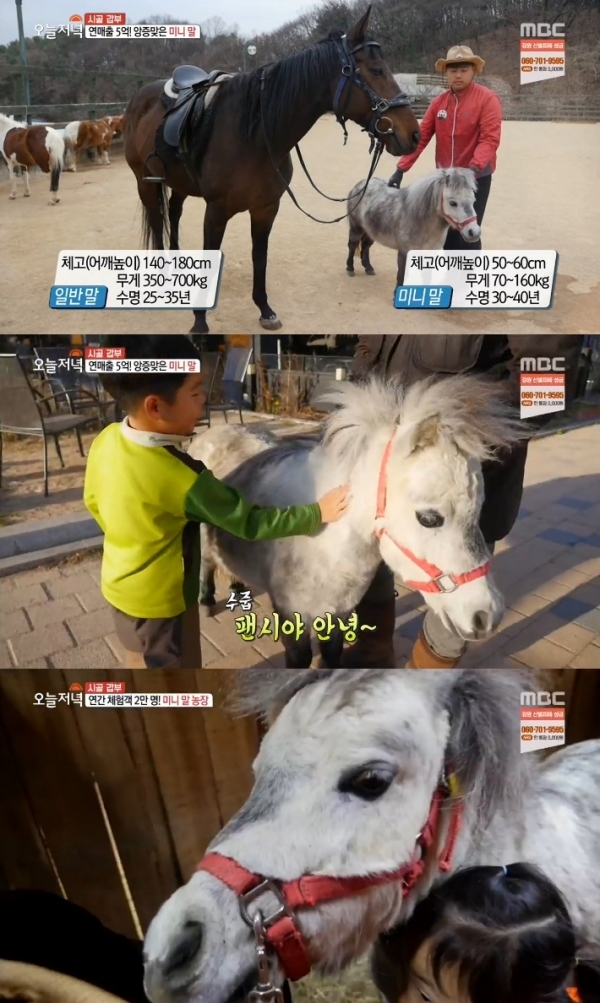 '생방송 오늘저녁'에서는 미니말로 연매출 5억을 이룬 송대근 씨의 이야기가 공개됐다. 방송 캡처