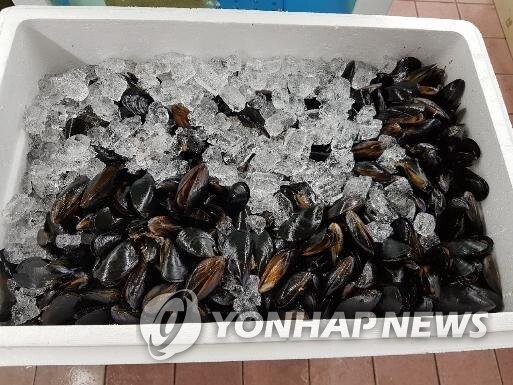 홍합 자료사진[식품의약품안전처 제공]