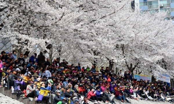 대한민국 임시정부수립 100주년 기념 '2019 한마음 건강걷기대회'가 열린 13일 의정부시 발곡역 동막교광장에서 참가자들이 활짝 핀 벚꽃나무 아래에 앉아 공연을 관람하고 있다. 의정부시체육회와 경기일보 주관으로 열린 이번 걷기대회에는 6천여 명의 시민과 자원봉사자들이 참가해 건강걷기와 공연, 각종 체험행사 등을 즐겼다. 김시범기자
