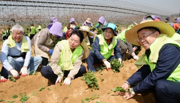 17일 농협중앙회는 본격적인 영농철 도래를 전 국민에게 알리고 범국민적인 농촌일손돕기 붐 조성을 위해 이천시 부발읍 청암농장에서‘풍년농사 지원 전국동시 발대식’을 가졌다.  김병원 농협중앙회장, 남창현 경기농협본부장 등 농협 관계자들이  고구마 종순을 심으며 일손돕기 작업을 시연하고 있다. 윤원규 수습기자