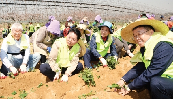 본격적인 농사철을 맞아 ‘2019 풍년농사 지원 전국동시 발대식’이 열린 17일 오전 이천시 부발읍 청암농장에서 김병원 농협중앙회장, 남창현 경기농협본부장 등이 고구마 종순을 심는 등 농촌일손돕기에 동참하고 있다. 윤원규 수습기자