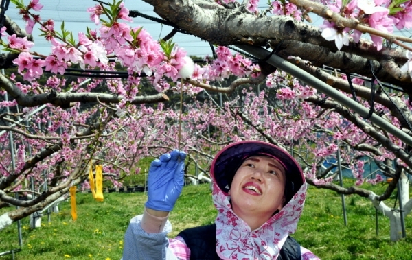 초여름 날씨를 보인 22일 화성시 기산동 경기도농업기술원 시험포장에서 복숭아 신품종 육종을 위해 관계자들이 활짝핀 복숭아꽃에 인공수분 작업을 하고 있다.전형민기자