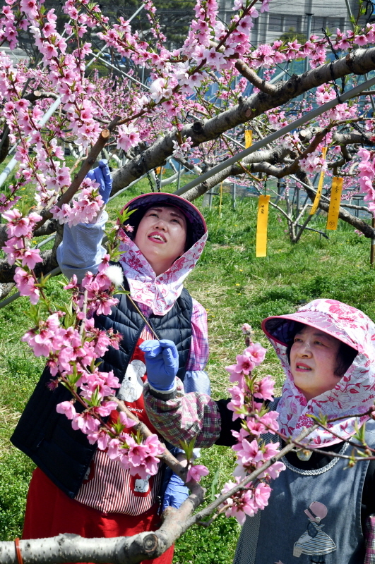 초여름 날씨를 보인 22일 화성시 기산동 경기도농업기술원 시험포장에서 복숭아 신품종 육종을 위해 관계자들이 활짝핀 복숭아꽃에 인공수분 작업을 하고 있다.전형민기자