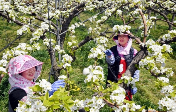 22일 화성시 기산동 경기도농업기술원 시험포장에서 관계자들이 초여름 날씨에 활짝핀 배꽃에 인공수분 작업을 하고 있다.전형민기자