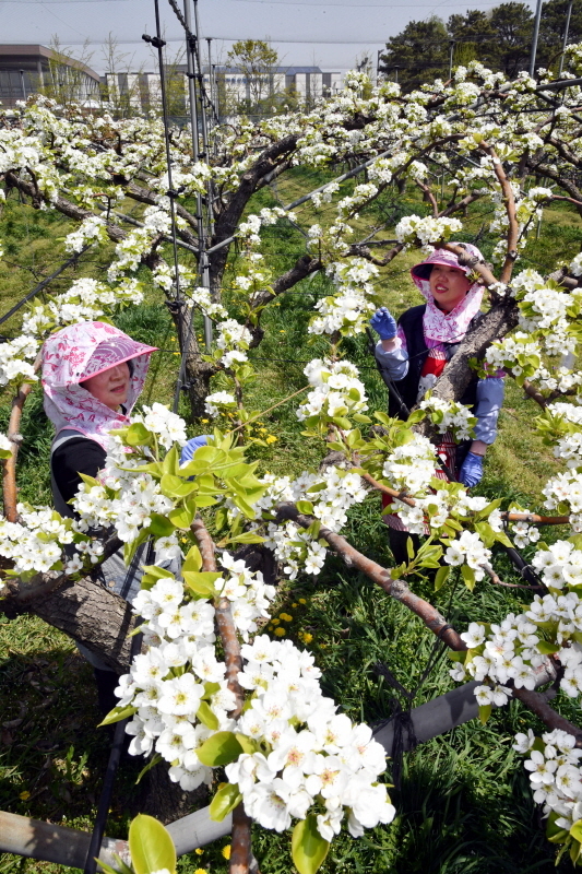 22일 화성시 기산동 경기도농업기술원 시험포장에서 관계자들이 초여름 날씨에 활짝핀 배꽃에 인공수분 작업을 하고 있다.전형민기자