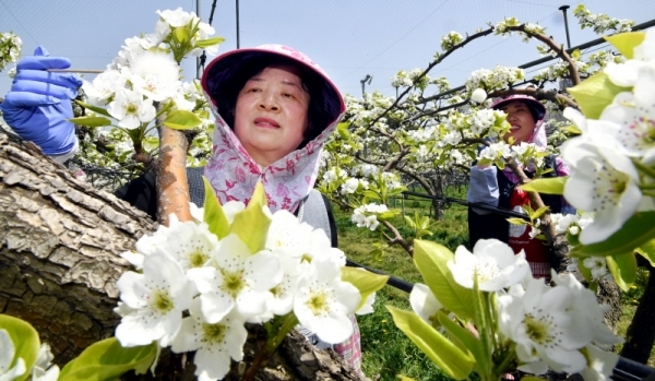 22일 화성시 기산동 경기도농업기술원 시험포장에서 관계자들이 초여름 날씨에 활짝핀 배꽃에 인공수분 작업을 하고 있다.전형민기자