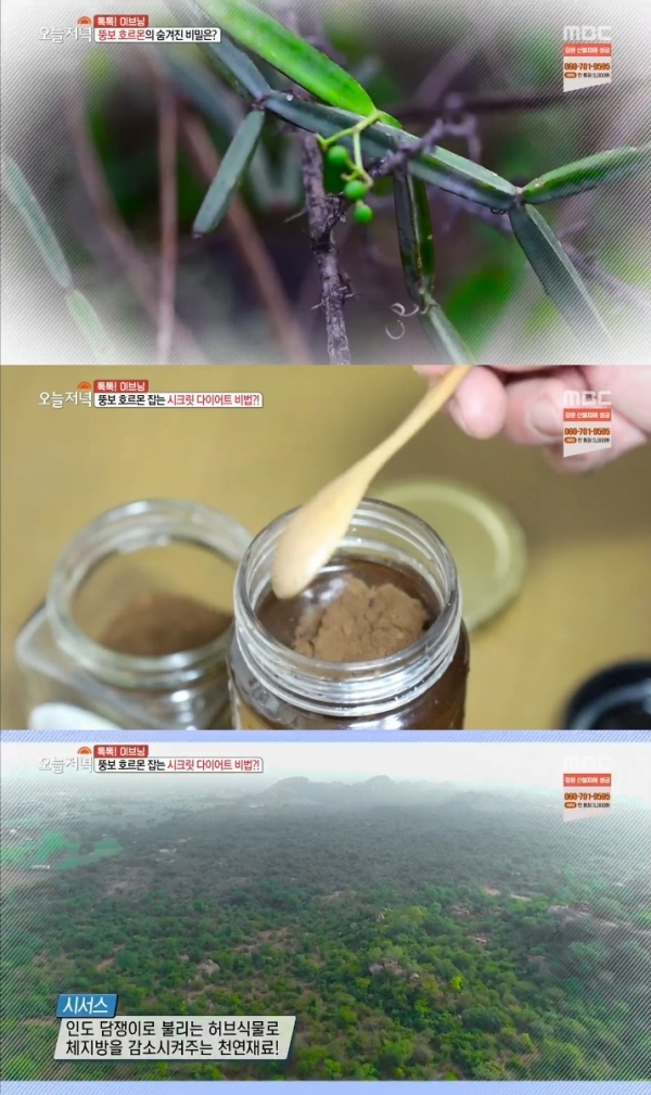 '생방송 오늘저녁'에서 소개된 시서스 가루가 다시 한 번 주목을 받고 있다. 방송 캡처