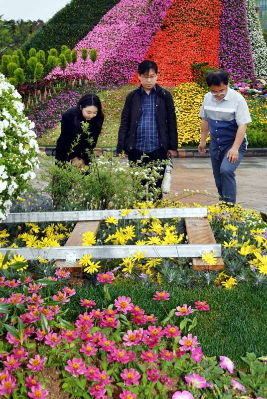 25일 고양시 일산 호수공원에서 열리는 ‘2019 고양국제꽃박람회’ 개막을 하루 앞두고 마무리 준비가 한창이다. 이번 고양국제꽃박람회는 평화를 주제로 다양한 야외정원과 꽃, 예술이 어우러지는 전시회로 30개국 350개 기관,단체가 참가해 26일부터 5월12일까지 열린다. 전형민기자