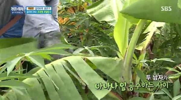 '정글의 법칙'에 등장했던 바나나잎. SBS