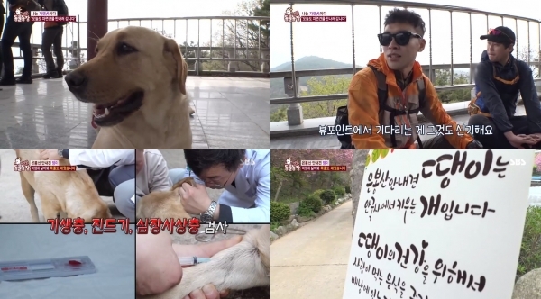 'TV동물농장'에서는 산행 안내부터 뷰 포인트까지 안내하는 안내견 땡이가 소개됐다. 방송 캡처