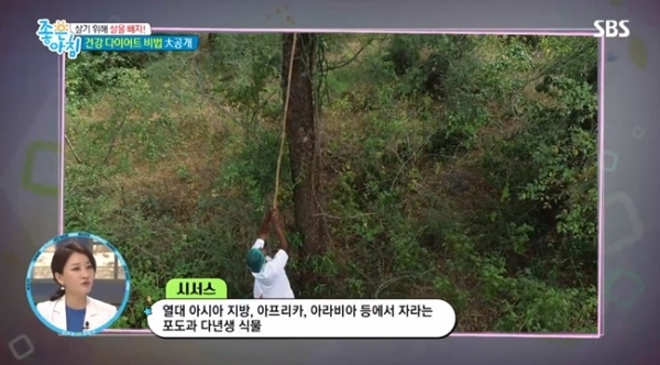'좋은아침'에 소개된 시서스. SBS