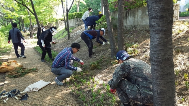 ▲ 녹지과-야탑2동 주민들이 탄천종합운동장 쪽 탄천변에 맥문동 1만3300본을 심어 숲길 조성 중이다