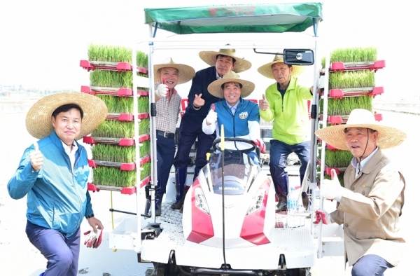 ▲ 윤화섭 안산시장이 모내기를 시연하고 있다