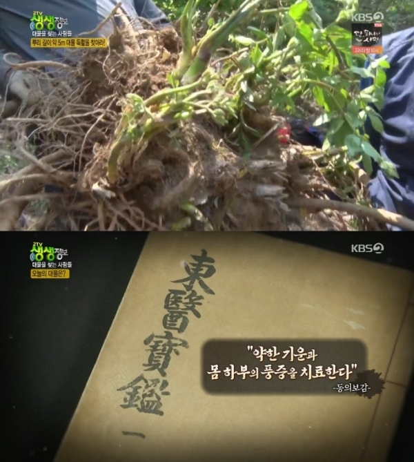'생생정보'에서는 '대물을 찾는 사람들' 코너를 통해 독활이 소개됐다. 방송 캡처