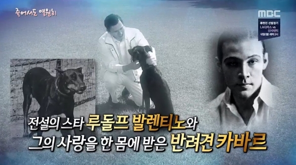 '서프라이즈'에 소개된 루돌프 발렌티노와 반려견 카바르. MBC