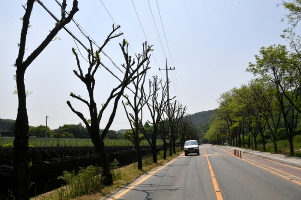 지난달 가지치기 작업을 마친 수원시 장안구 광교동 광교산로의 가로수 수백여그루가 초록빛 초목으로 가득한 현재까지도  마치 고사된 듯 앙상하게 뼈대만 남아있어 미관을 해친다는 지적이 일고 있다. 김시범기자