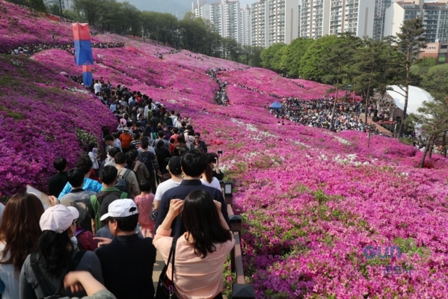군포철쭉축제