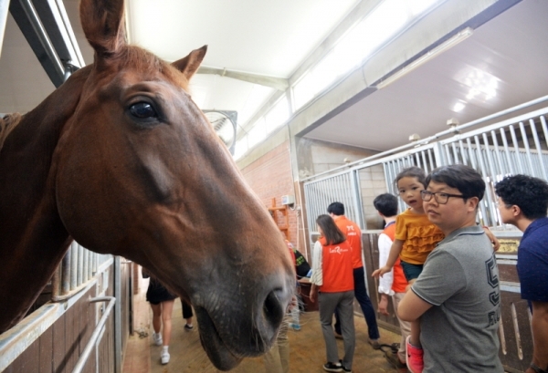 8일 오후 과천 한국마사회에서 열린 2019 경마공원 콘서트와 연계로 '난치성질환 소아환자 초청 기부금 전달식'에서 말먹이 주기 행사에 참여한 어린이들이 말을 보며 즐거워하고 있다. 윤원규기자