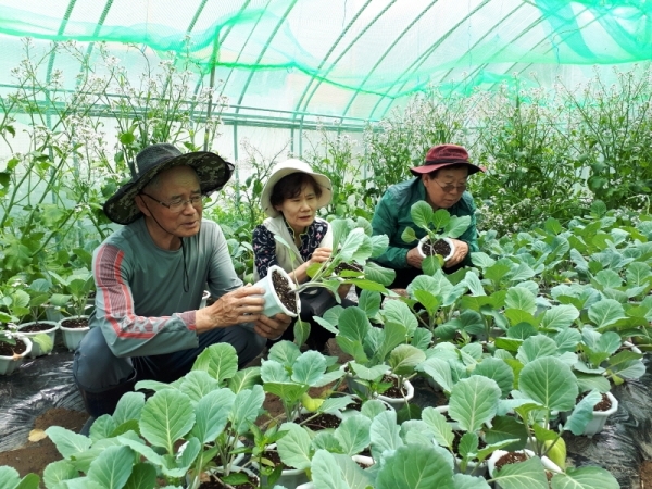 (왼쪽부터)정헌모 전 파주교육장, 고은선 교사, 최은호 전 교장이 동물의 한살이(일생) 과정을 탐구할 수 있는 배추흰나비 알이 붙어 있는 케일화분을 살펴보고 있다.