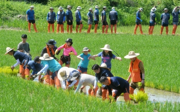 12일 파주 민통선 도라전망대 일원의 논에서 서로 다른색의 모를 심어 논아트(art)를 만드는 '평화를 심는 DMZ 모내기'행사가 열렸다. 행사에 참가한 최종환 파주시장등 참가자들이 모를 심고 있다. 윤원규기자