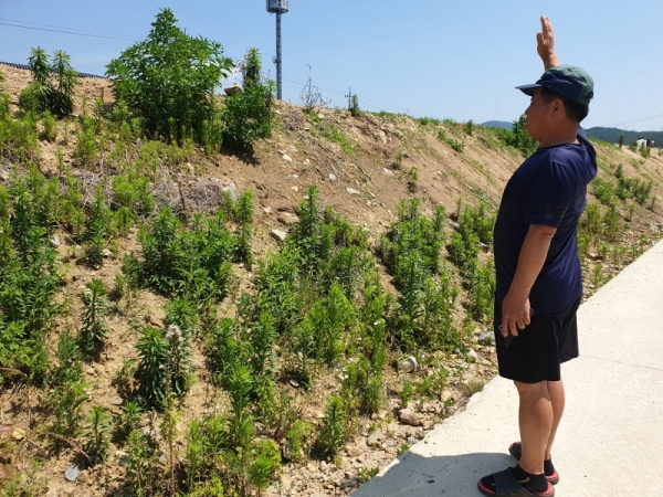 마을 도로 인접 농지에 높이 3.5ｍ로 불법 성토된 흙을 자신의 키에 맞춰 보여주고 있는 마을 주민. 박석원기자