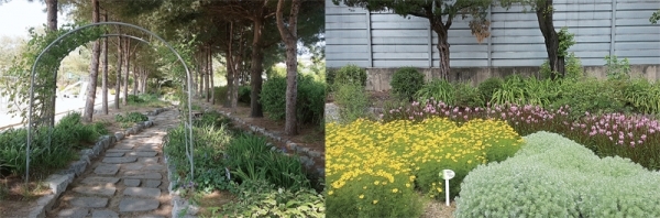 안성 방초초등학교 운동장 울타리 옆 산책길과 꽃동산을 연상케 할 만큼 꽃이 흐드러지게 핀 학교.