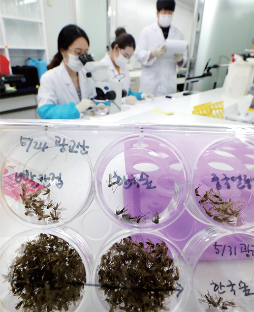 질병관리본부가 최근 파주 지역에서 말라리아 원충에 감염된 ‘얼룩날개모기’를 확인했다고 밝힌 가운데 17일 수원 경기도보건환경연구원에서 연구원들이 매개 모기 분류작업을 하고 있다. 윤원규기자
