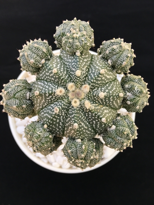 ▲ 스노우젬