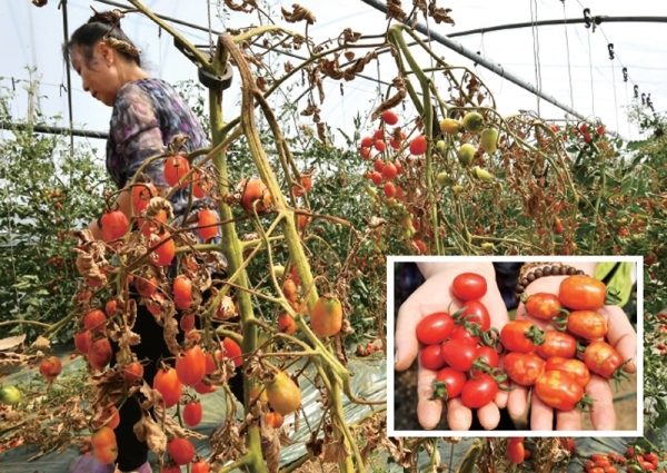 26일 안산시 상록구 한 비닐하우스에서 농부가 출하를 앞두고 토마토반점위조바이러스(TSWV)에 감염돼 고사되거나 상품가치를 상실한 방울토마토를 바라보며 안타까워 하고 있다. 네모안 사진은 정상적인 열매와 병에 감염된 방울토마토 모습. 김시범기자