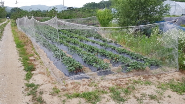 농작물을 훼손하는 고라니의 접근을 막고자 텃밭에 설치한 그물망. 채태병기자