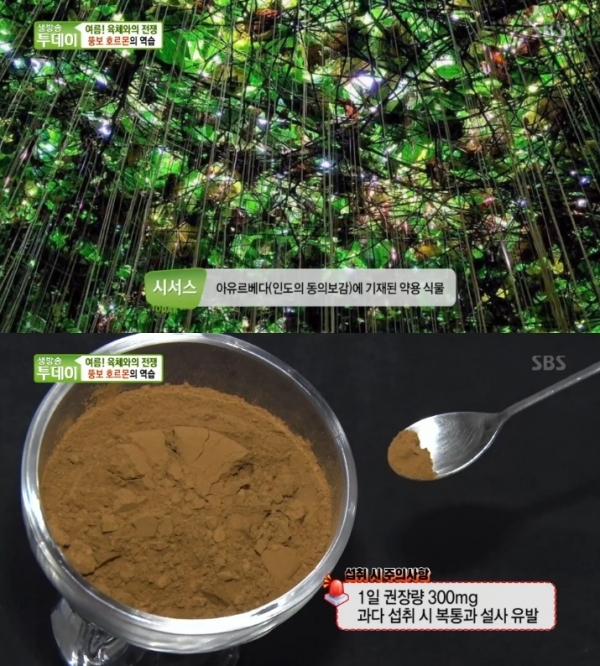 '생방송 투데이'에서는 '여름! 육체와의 전쟁' 코너를 통해 뚱보 호르몬을 억제하는 시서스 가루가 소개됐다. 방송 캡처