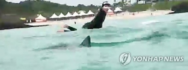 제주 함덕 해수욕장에 상어가 출연한 모습. 연합뉴스