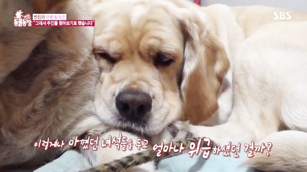 '동물농장'에 소개된 아롱&아순이. SBS