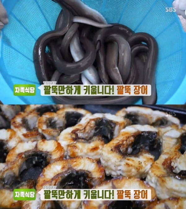 '생방송 투데이'에서는 '자족식당' 코너를 통해 장어가 소개됐다. 방송 캡처