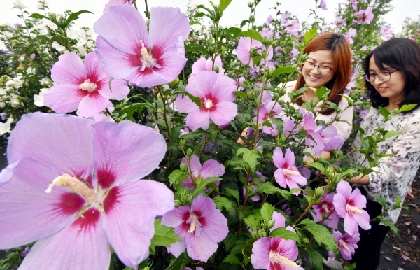 제71주년 제헌절을 하루 앞둔 16일 수원시 권선구 수원 무궁화원에서 시민들이 만개한 무궁화꽃을 감상하고 있다. 지난 2016년 8월에 조성된 무궁화원에는 창룡, 효원, 수성 등 수원무궁화 5품종 등 약 250여 종의 다양한 무궁화가 보존 및 재배되고 있다. 김시범기자
