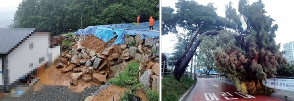 (사진 왼쪽) 지난 26일 오후 1시께 광주시의 한 공사현장에서 10ｍ 높이의 석축이 붕괴된 모습. (사진 오른쪽) 지난 26일 오전 8시25분께 용인시 기흥구 서천동에서 소나무가 쏟아지는 비를 이기지 못하고 쓰러진 모습. 경기도소방재난본부 제공