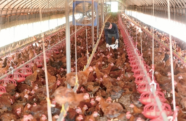 폭염으로 인해 닭 1만8천여 마리가 폐사된 안성시 보개면 한 양계농장에서 6일 직원이 망연자실한 모습으로 닭 사체를 치우고 있다. 김시범기자