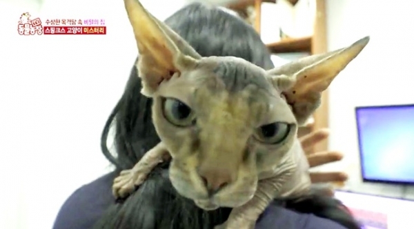 '동물농장'에 등장한 스핑크스 고양이. SBS