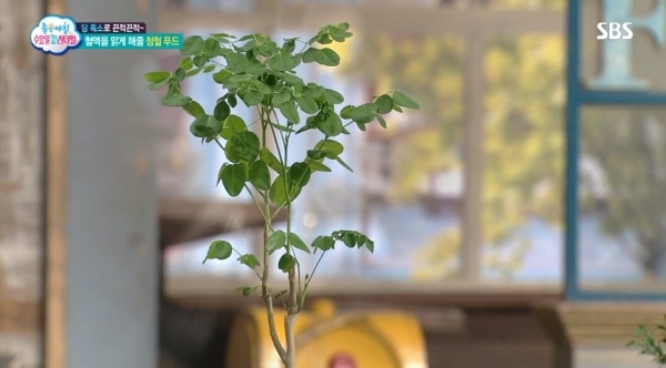 지난해 SBS '좋은아침'에 피를 맑게 해주는 청혈 푸드로 소개된 모링가. SBS