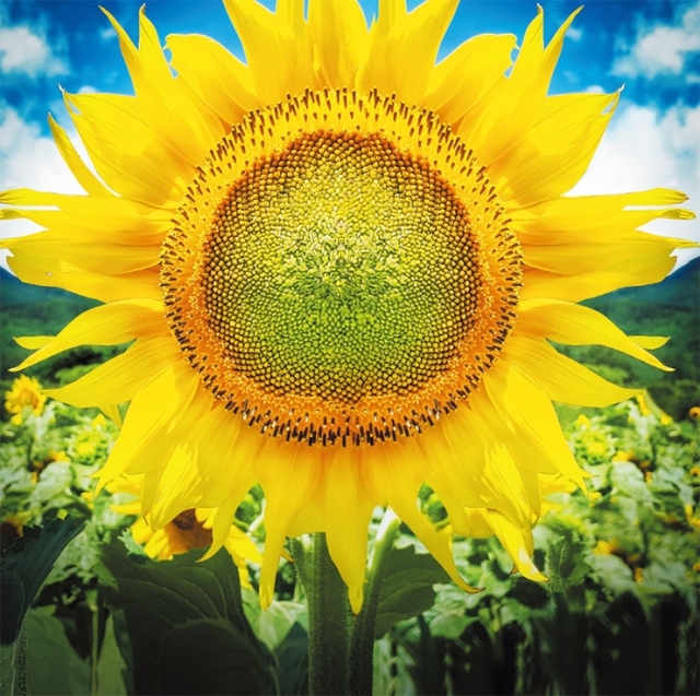 최현정작가의 sunflower